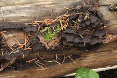 Gloeophyllum abietinum