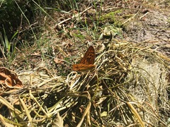 Argynnis laodice