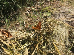 Argynnis laodice