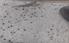 Periophthalmus modestus