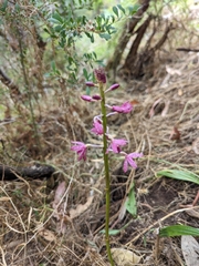 Dipodium campanulatum