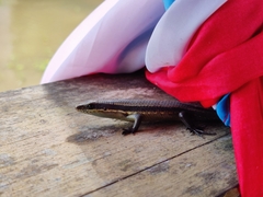 Eutropis rudis
