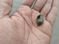 Mollusca