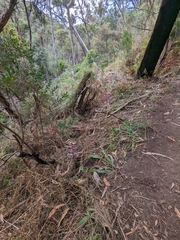 Dipodium campanulatum