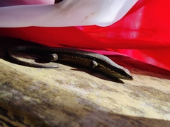 Eutropis rudis