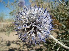Echinops albicaulis