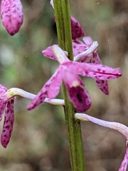 Dipodium campanulatum