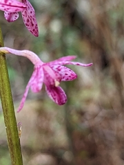 Dipodium campanulatum