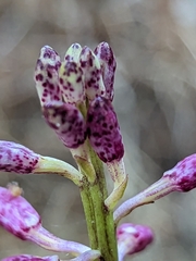 Dipodium campanulatum