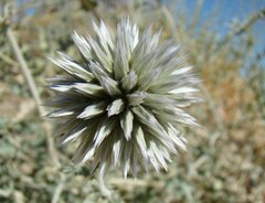 Echinops albicaulis