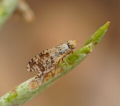 Austrotephritis poenia