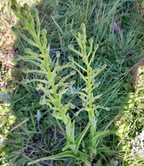 Habenaria epipactidea