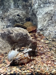 Sinanodonta woodiana
