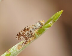 Austrotephritis poenia