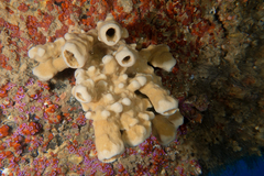 Callyspongia annulata