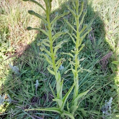 Habenaria epipactidea
