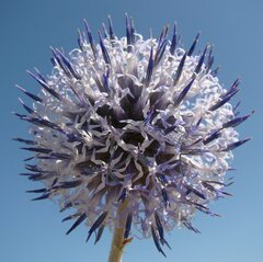 Echinops albicaulis