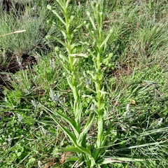 Habenaria epipactidea