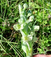 Habenaria epipactidea