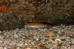 Suezichthys aylingi