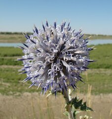 Echinops albicaulis