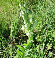 Habenaria epipactidea