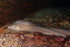 Gymnothorax nubilus