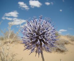 Echinops albicaulis