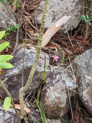 Dipodium campanulatum