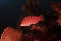 Pseudolabrus luculentus