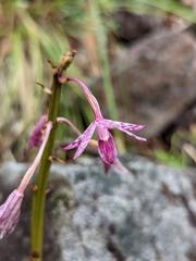 Dipodium campanulatum