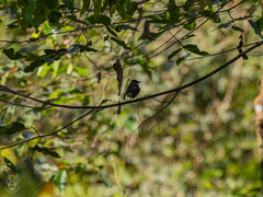 Ficedula