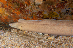 Gymnothorax nubilus