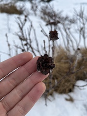 Betula nana