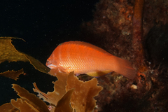Pseudolabrus luculentus