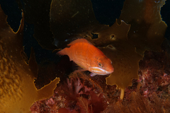 Pseudolabrus luculentus