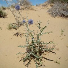 Echinops albicaulis