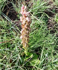 Satyrium cristatum