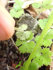 Hydrocotyle elongata