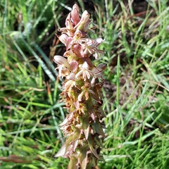 Satyrium cristatum