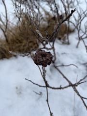 Betula nana