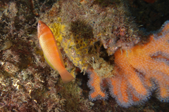 Pseudolabrus luculentus
