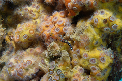 Notoclinops caerulepunctus