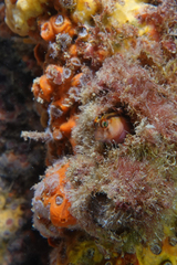 Parablennius laticlavius