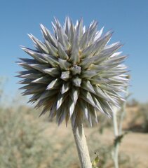 Echinops albicaulis