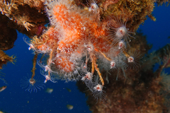 Ectopleura