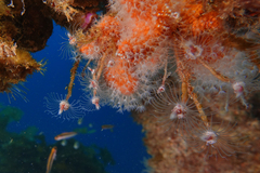 Ectopleura