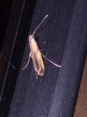 Caloptilia azaleella