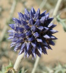 Echinops albicaulis
