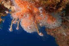 Ectopleura
